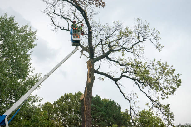 Best Tree Mulching Services  in Rutherford, TN