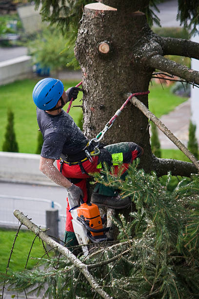 Best Fruit Tree Pruning  in Rutherford, TN